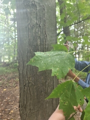 Acer rubrum