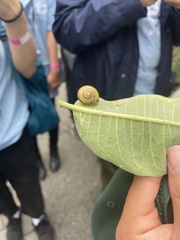Cepaea