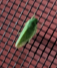 Rugosana querci
