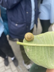 Cepaea