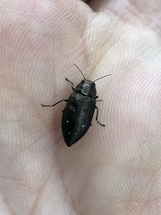 Phaenops