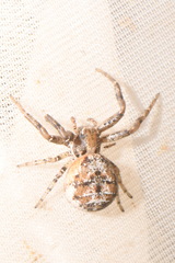 Xysticus cristatus