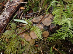 Ciboria rufofusca