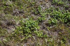 Thyrocarpus sampsonii