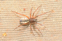 Frontinellina frutetorum