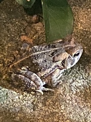 Anaxyrus fowleri
