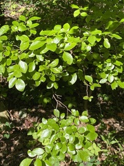 Vaccinium arboreum