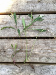Symphyotrichum simmondsii