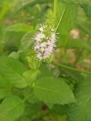 Mentha suaveolens