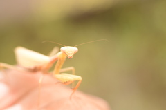 Miomantis caffra