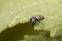 Sassacus papenhoei