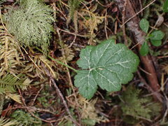 Rubus ursinus