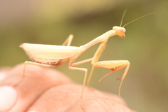 Miomantis caffra