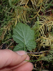 Rubus ursinus