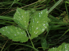 Erysiphe heraclei