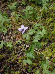 Viola palustris