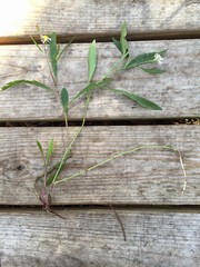 Symphyotrichum simmondsii