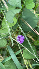 Ipomoea triloba