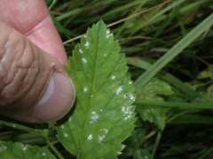 Erysiphe heraclei