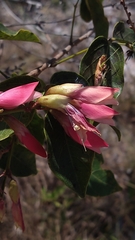 Camptosema coriaceum