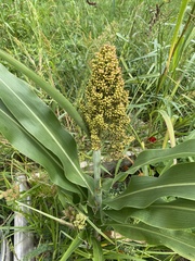Sorghum bicolor