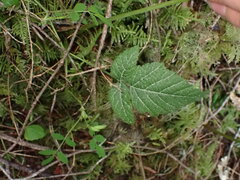 Rubus ursinus