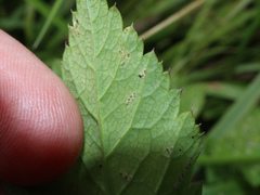Erysiphe heraclei