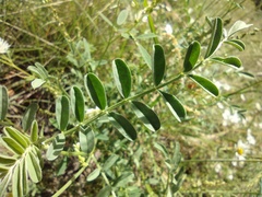 Astragalus hallii fallax