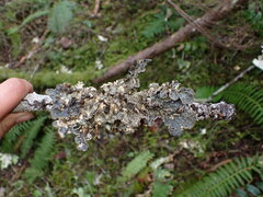 Lobariaceae