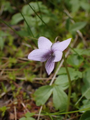 Viola palustris