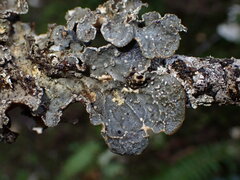Lobariaceae