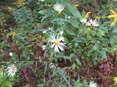 Symphyotrichum lanceolatum lanceolatum