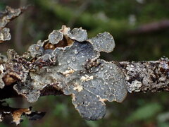Lobariaceae