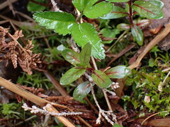 Epilobium ciliatum