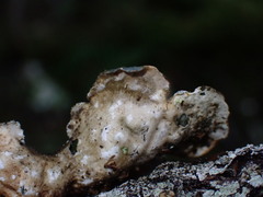 Lobariaceae