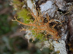 Sphaerophorus tuckermanii