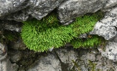 Claopodium rostratum