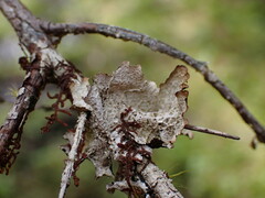 Platismatia norvegica