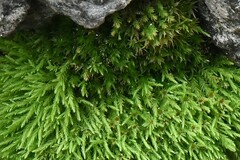 Claopodium rostratum