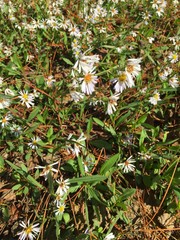 Symphyotrichum simmondsii