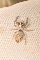 Macaroeris nidicolens