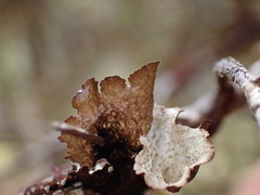 Platismatia norvegica