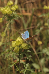 Polyommatus