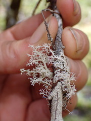 Sphaerophorus tuckermanii