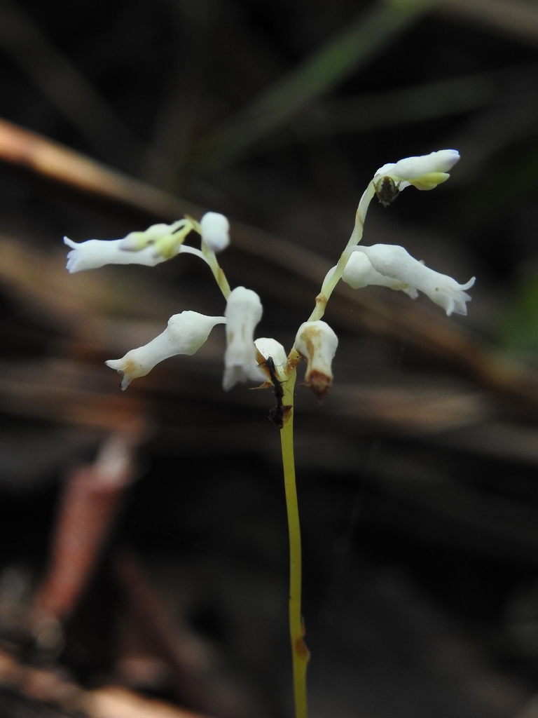 Dictyostega orobanchoides
