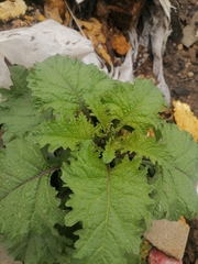 Nicandra physalodes