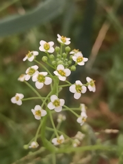 Lobularia maritima