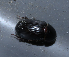Acrossus rufipes