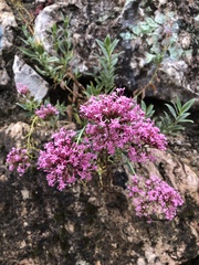 Centranthus ruber