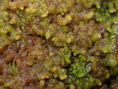 Ptilidium pulcherrimum